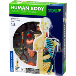 Kosmos Конструирай модел на човешкото тяло 260830